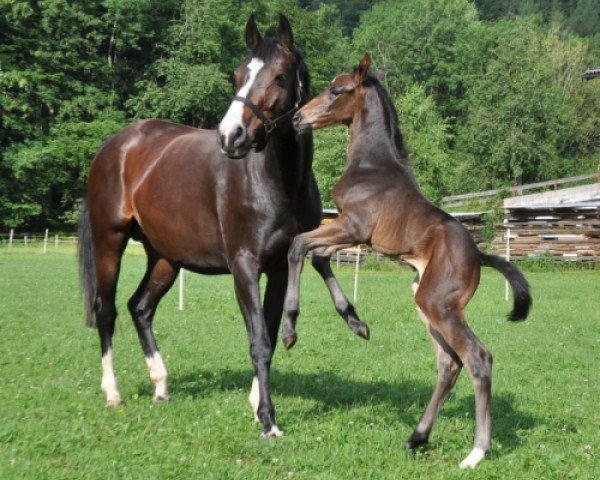 dressage horse Salut d´Amour SA (Austrian Warmblood, 2013, from San Amour I)