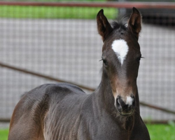 dressage horse Sarentino SA (Austrian Warmblood, 2014, from San Amour I)