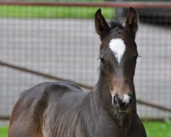 dressage horse Sarentino SA (Austrian Warmblood, 2014, from San Amour I)