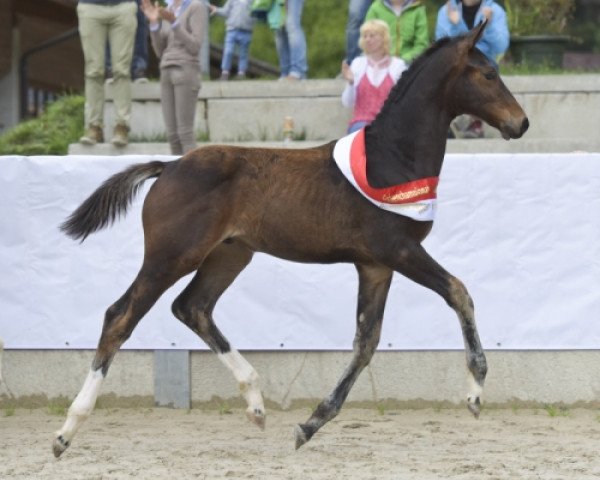 dressage horse Escolarion SA (Austrian Warmblood, 2016, from Escolar)