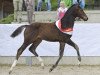 dressage horse Escolarion SA (Austrian Warmblood, 2016, from Escolar)