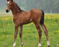 dressage horse Tod`s SA (Austrian Warmblood, 2011, from Tuschinski)