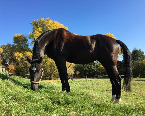 dressage horse Ria Grande 2 (Rhinelander, 2005, from Rilke)