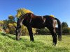 dressage horse Ria Grande 2 (Rhinelander, 2005, from Rilke)