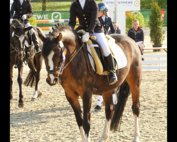 dressage horse Hello Kitti (German Riding Pony, 2011, from Humphrey 31)