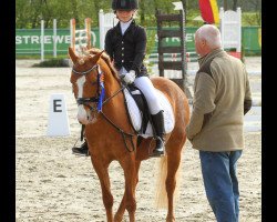 horse Merlo (Welsh-Pony (Section B), 2008, from Glantir Macaulay)