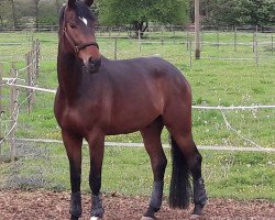 dressage horse Rocaron Ever (Oldenburg, 2012, from Rock Forever NRW)