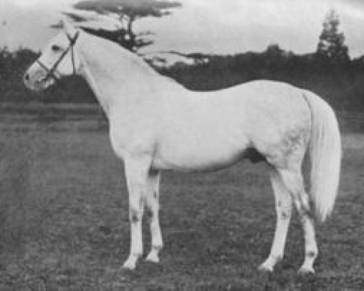 stallion Duncan Gray xx (Thoroughbred, 1920, from Pommern xx)