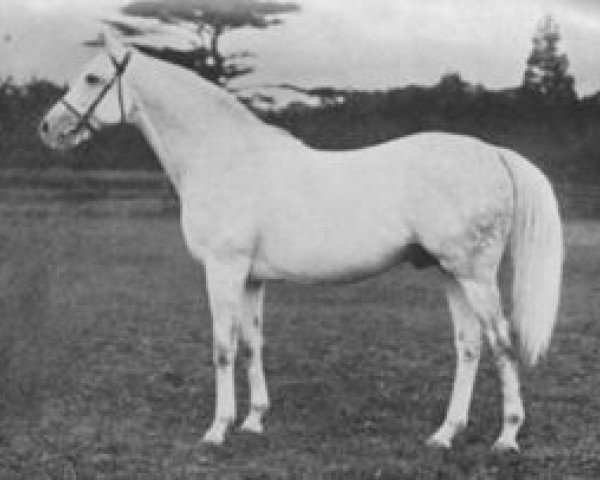 stallion Duncan Gray xx (Thoroughbred, 1920, from Pommern xx)