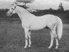 stallion Duncan Gray xx (Thoroughbred, 1920, from Pommern xx)