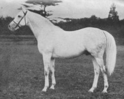 stallion Duncan Gray xx (Thoroughbred, 1920, from Pommern xx)