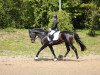 dressage horse Fantasmic (Oldenburg, 2004, from French Kiss)