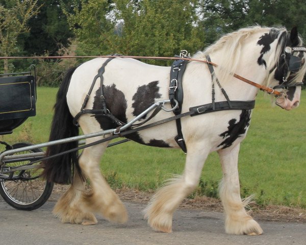 dressage horse Tinkabell (Tinker / Irish Cob / Gypsy Vanner, 2012)