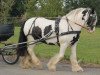 Dressurpferd Tinkabell (Tinker / Irish Cob / Gypsy Vanner, 2012)