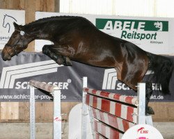 broodmare Cosima (Württemberger, 2004, from Contender)