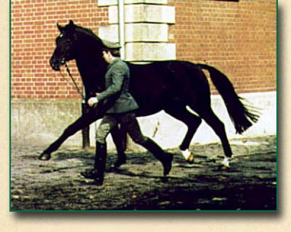stallion Duerkheim (Hanoverian, 1969, from Duft II)