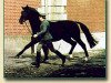 stallion Duerkheim (Hanoverian, 1969, from Duft II)