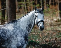 jumper Prince of Heaven (Trakehner, 2009, from Hope of Heaven)