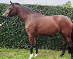 broodmare Penelope XVII (Trakehner, 1990, from Timber)