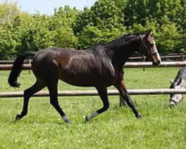 broodmare Circana D'Arcy (Trakehner, 2003, from Michelangelo)