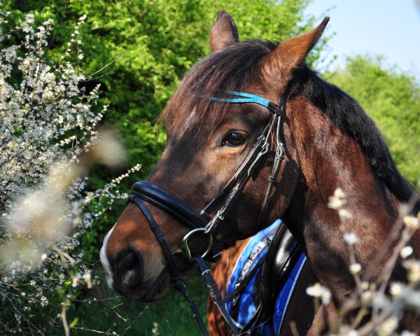 horse Ekira (Trakehner, 2002, from Kupferberg Gold)