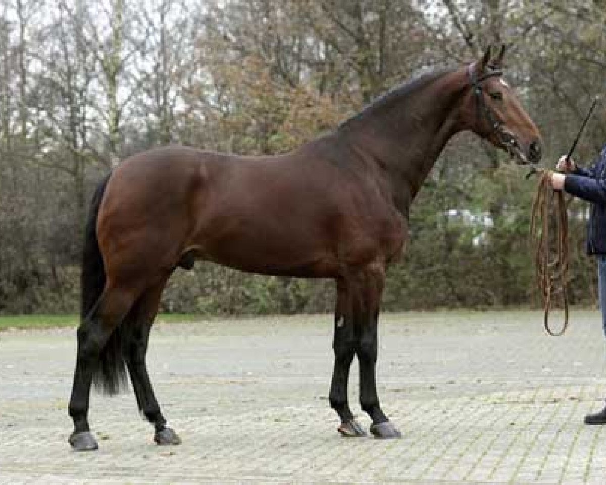 Deckhengst Zahros R (KWPN (Niederländisches Warmblut), 2004, von Sam R)