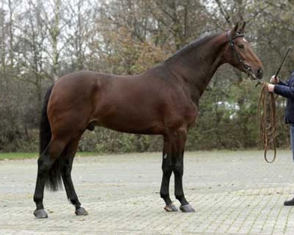 Pferd Zahros R (Koninklijk Warmbloed Paardenstamboek Nederland (KWPN), 2004, von Sam R)