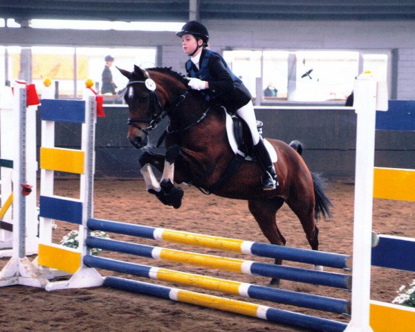 Zuchtstute Condorana (Nederlands Rijpaarden en Pony, 1994, von Condor ox)