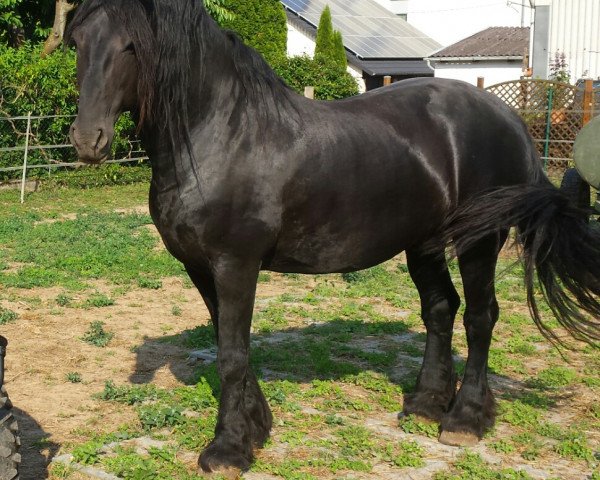 Pferd Odin (Friese, 2004)