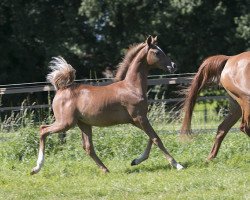 horse Hengst von Black Diamond/Kar Uranio Son (Arabian thoroughbred, 2016, from Black Diamond ox)