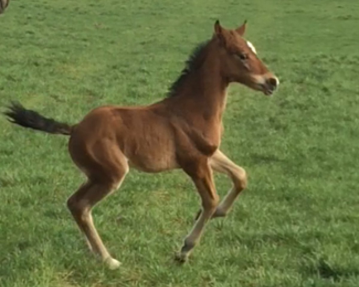 dressage horse Ben Joey (Westphalian, 2017, from Callaho's Benicio)