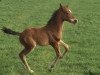 dressage horse Ben Joey (Westphalian, 2017, from Callaho's Benicio)