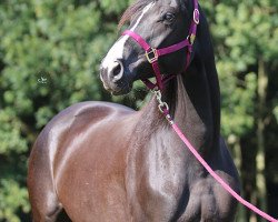 horse Alexander (Trakehner, 2010, from Kasparow)