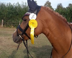 dressage horse Dinka (Deutsches Reitpony, 2006)