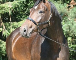 Pferd Katharina F (Trakehner, 2008, von Perechlest)