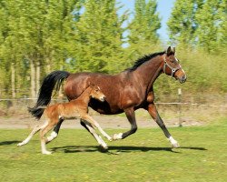 Zuchtstute Bella Lou GM (Deutsches Sportpferd, 2017, von Balous Bellini)