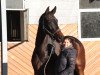 dressage horse Henry H (Hanoverian, 2009, from Hofrat)