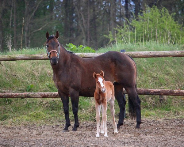 Pferd Bunny (Quarter Horse, 2017, von Bevs Sujo)