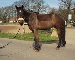 jumper Prisco W (German Sport Horse, 2009, from Pasco)