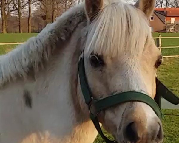 Zuchtstute Calypso's little miss georgeous (Deutsches Reitpony, 2006, von Calypso)