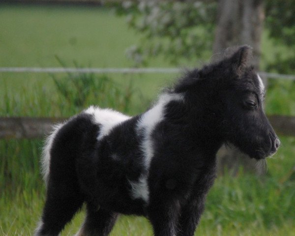 stallion Tiponis Django (Shetland pony (under 87 cm), 2017, from Dressman B)