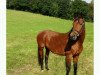 broodmare Ninive (Sachse, 1995, from Nimrod B)