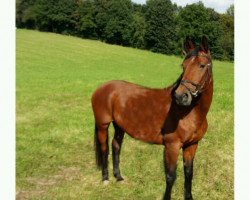 broodmare Ninive (Sachse, 1995, from Nimrod B)