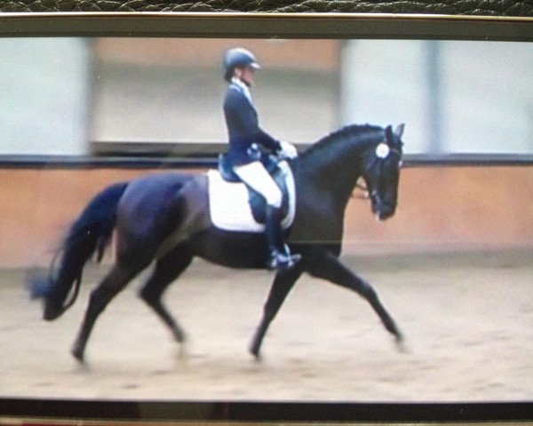 dressage horse Lord Littleton (Westphalian, 2010, from Lord Loxley I)