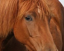 broodmare Daktari (Hanoverian, 2013, from Don Frederic 3)