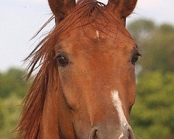 broodmare Bravo 22 (Hanoverian, 2009, from Belissimo NRW)