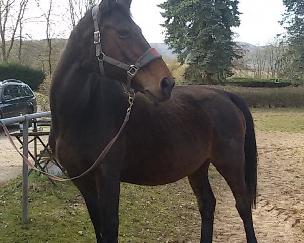 broodmare Wyoma (Westphalian, 1998, from Weinberg)