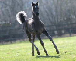 horse GR Damir (Arabian thoroughbred, 2017)