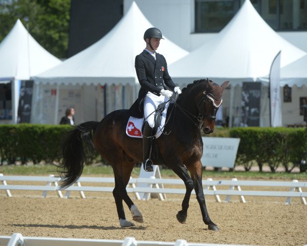 dressage horse Remember Passion (Westphalian, 2006, from Rousseau)