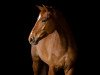 dressage horse Dakota 319 (Hanoverian, 2007, from Dacaprio)